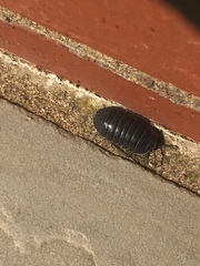 Armadillidium depressum