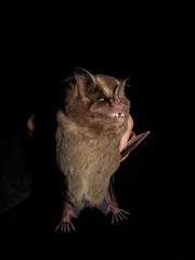 Fringed Fruit-Eating Bat photo 4