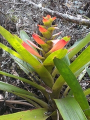 Guzmania gloriosa