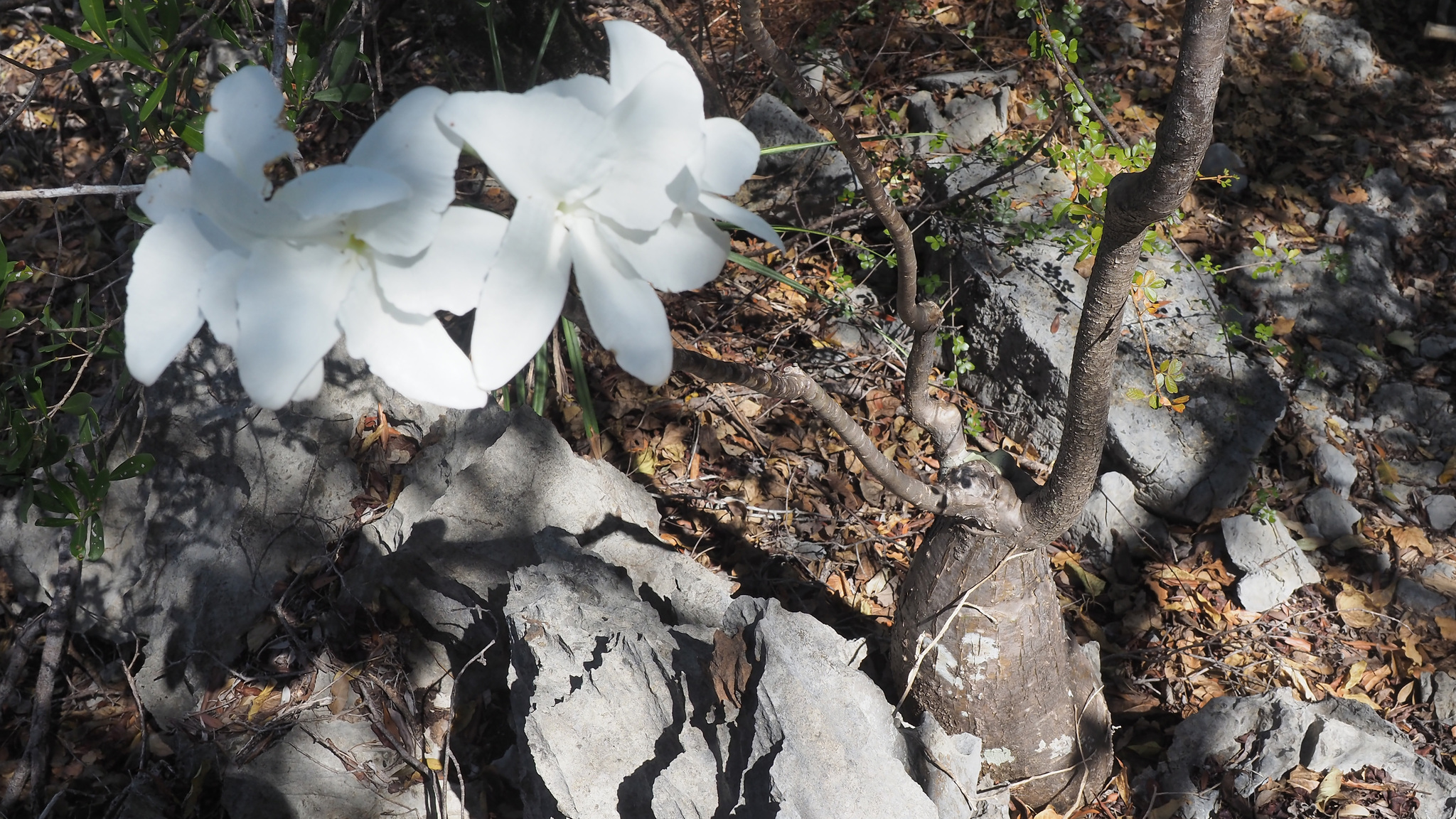 Pachypodium decaryi