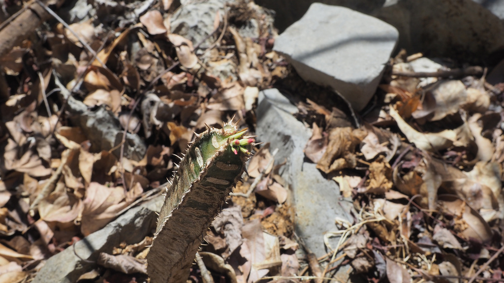 Euphorbia neohumbertii; photograph (c) Borja Fierro, some rights reserved (CC BY)