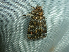 Callopistria latreillei
