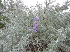 Lupinus chamissonis