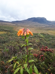 Alstroemeriaceae