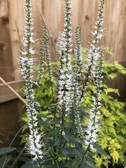 Veronicastrum