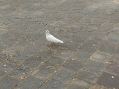 Columba livia domestica