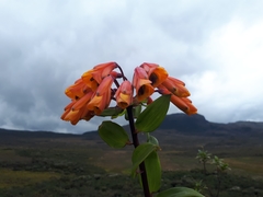 Alstroemeriaceae