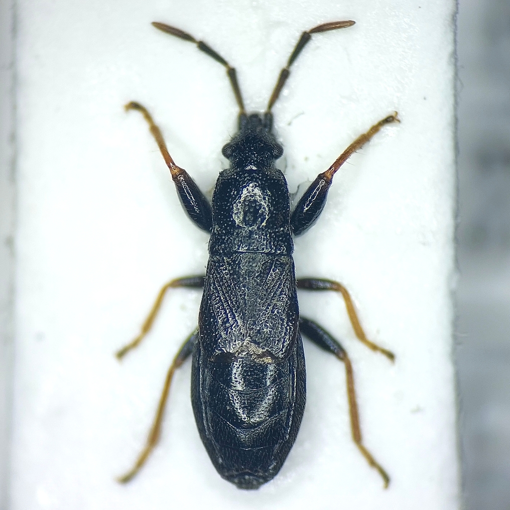 Piezoscelis staphylinus