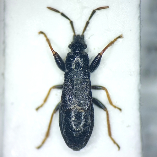Piezoscelis staphylinus