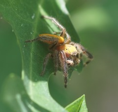 Phidippus pius