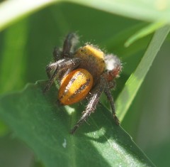 Phidippus pius