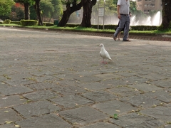 Columba livia domestica