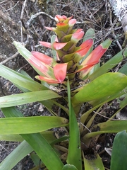 Guzmania gloriosa