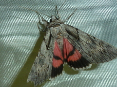 Catocala lupina