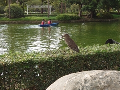 Nycticorax nycticorax