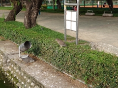 Nycticorax nycticorax