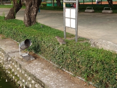 Nycticorax nycticorax