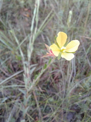 Ludwigia hirtella