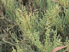 Arthrocaulon macrostachyum