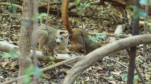 カンムリキツネザル
