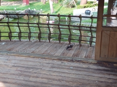 Columba livia domestica