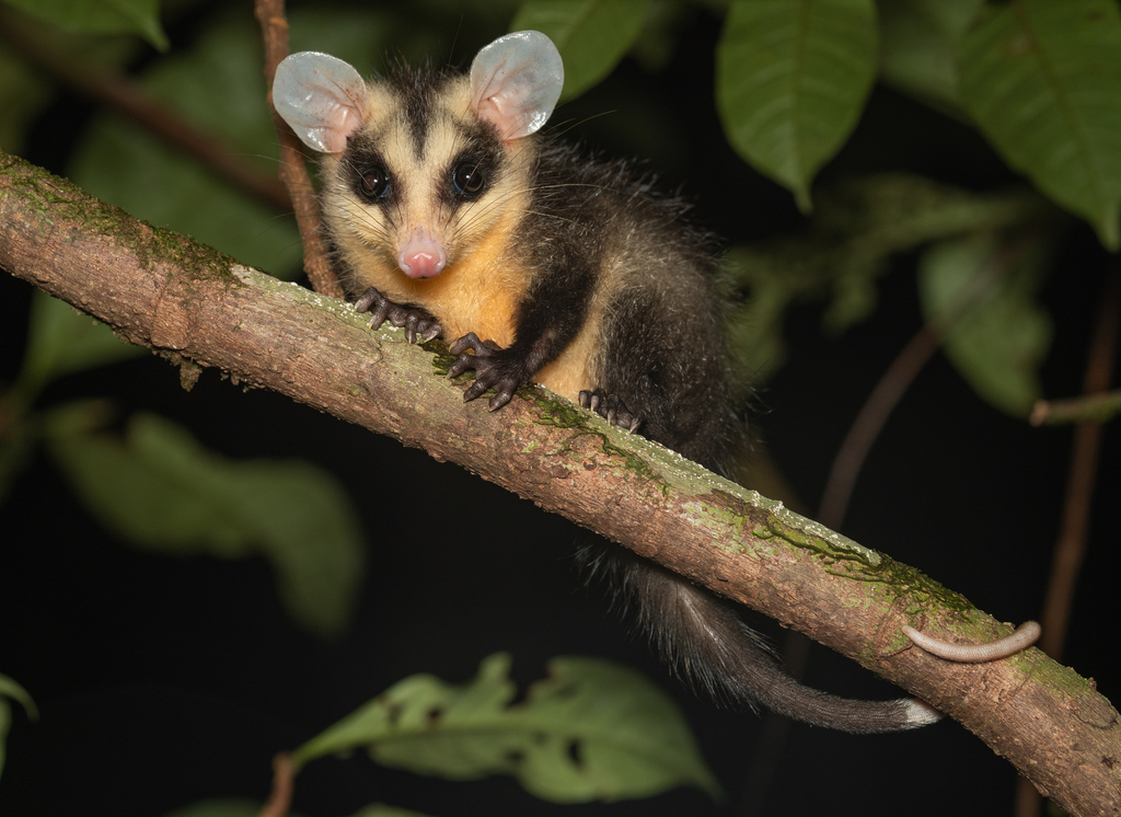 Guianan White-Eared Opossum