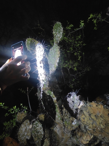 Image of Opuntia elatior by (c) R Sreeja, some rights reserved (CC BY)