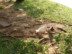 Columba livia domestica