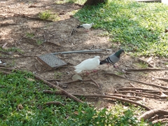 Columba livia domestica
