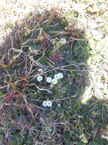 Gentiana prostrata image