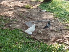 Columba livia domestica