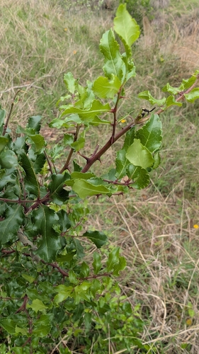 Image of Zanthoxylum hirsutum by (c) Mark McClelland, some rights reserved (CC BY)