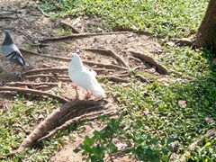 Columba livia domestica