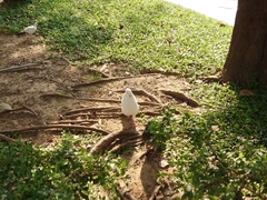 Columba livia domestica