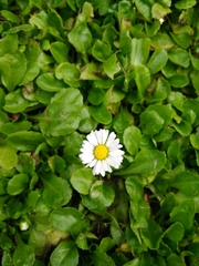 Bellis perennis