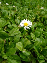 Bellis perennis