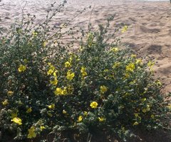 Verbascum pinnatifidum