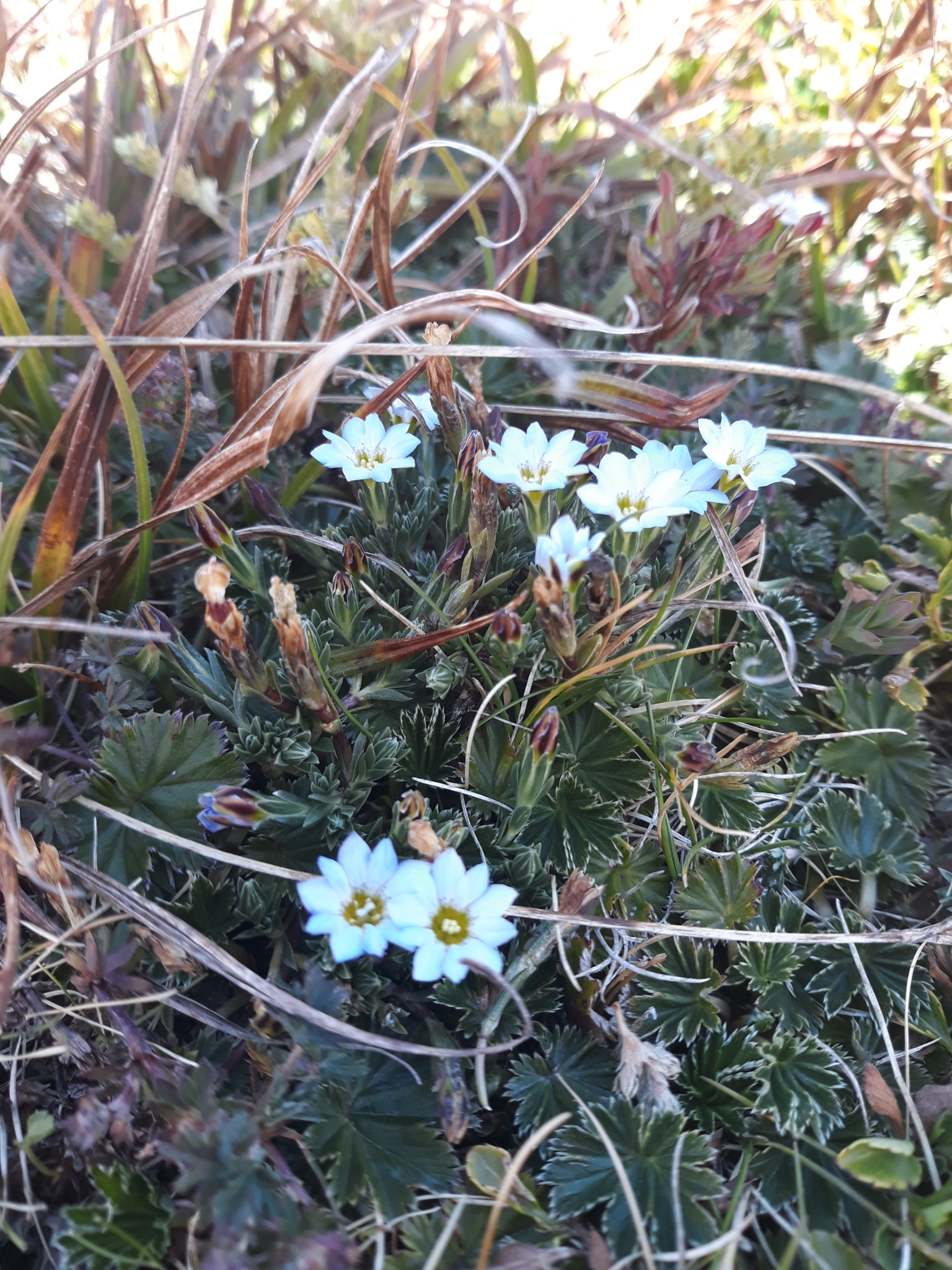 Gentiana prostrata image