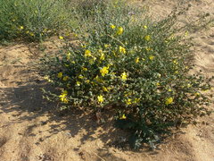 Verbascum pinnatifidum