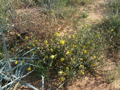 Verbascum pinnatifidum
