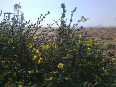 Verbascum pinnatifidum