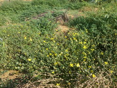Verbascum pinnatifidum