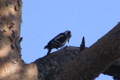 Dendrocopos major