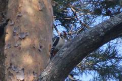 Dendrocopos major