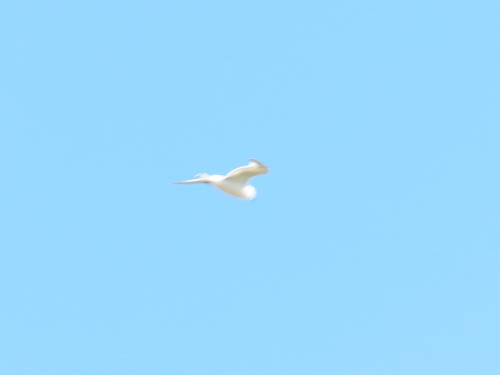 Mouette pygmée, jeune