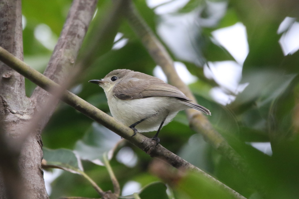 Plain Gerygone photo