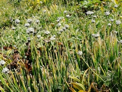 Allium ledebourianum