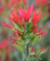 Castilleja suksdorfii