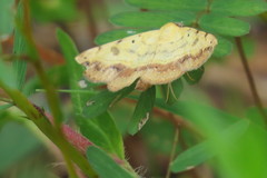 Hemeroplanis scopulepes