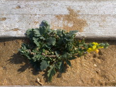 Verbascum pinnatifidum
